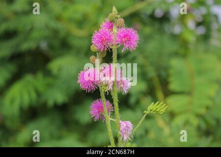 Bel fiore di spina, fiore rosa, fiore in asia immagini Foto Stock