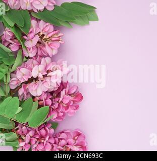 Ramo fiorito Robinia neomexicana con fiori rosa su un viola sfondo Foto Stock