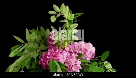 Ramo fiorito Robinia neomexicana con infiorescenza rosa Foto Stock