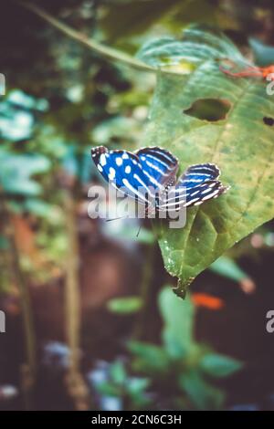 Farfalla tropicale blu su una foglia Foto Stock