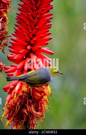 Silvereye uccello su rosso cactus fiore Foto Stock