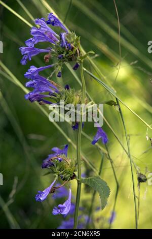 Catnip Nepeta siririca (SYN. Dracocephalum sibiricum) nel Giardino Botanico Foto Stock