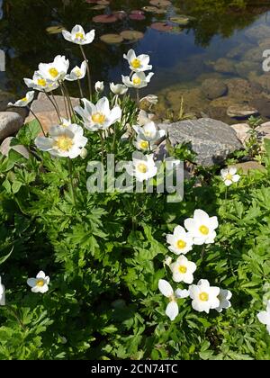 Legno Anemone o Anemone (Anemone syvestris) nel Giardino Foto Stock