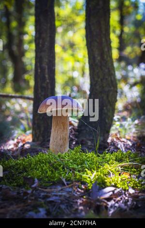 I funghi porcini grandi crescono in muschio. Bella stagione porcini autunno. Funghi commestibili cibo crudo. Pasto vegetariano naturale Foto Stock