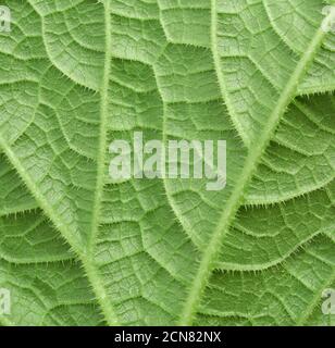 consistenza della foglia di cetriolo verde sul retro Foto Stock