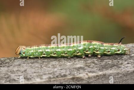 Un bel falco-falco di pino, Sphinx pinastri, camminando lungo una recinzione in legno in una pineta. Foto Stock