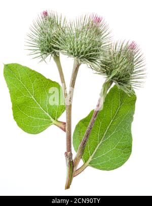 Teste di fiori di burdock prickly isolato su sfondo bianco. Foto Stock