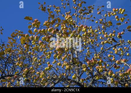 Mele mature contro il cielo blu. Foto Stock