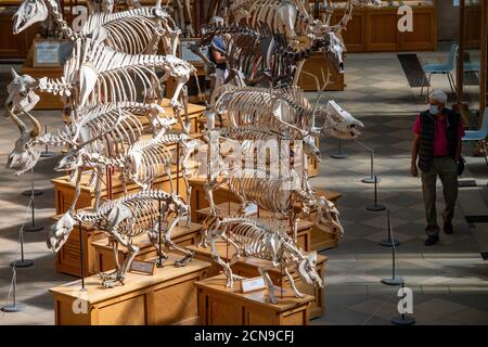 I visitatori che indossano i DPI osservano le collezioni di paleontologia presso l'Oxford University Museum of Natural History, durante il giorno di apertura dell'anteprima. I visitatori saranno accolti nuovamente dopo la chiusura del museo a causa della pandemia del coronavirus. Foto Stock