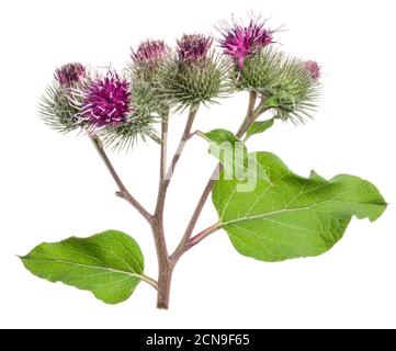 Teste di fiori di burdock prickly isolato su sfondo bianco. Foto Stock