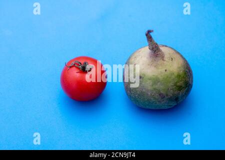 Rafano nero con pomodoro rosso su sfondo blu Foto Stock