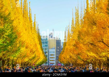 Santuario di Ginkgo giardino esterno ginkgo fila di alberi Foto Stock