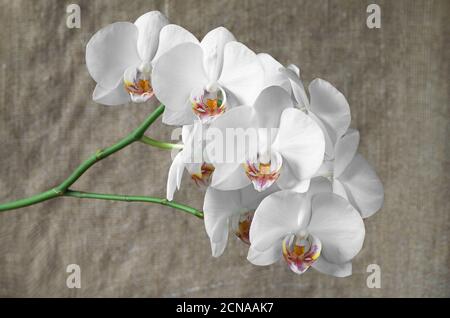 Orchidee fiori bianchi su fondo ruvido Foto Stock