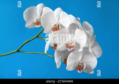 Orchidee fiori bianchi su sfondo blu Foto Stock