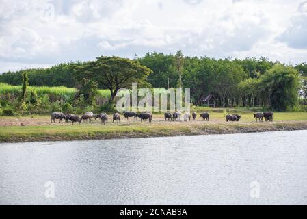 Buffalo nelle praterie lungo il fiume. Foto Stock