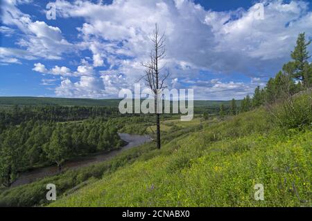 Solo albero asciutto sulla collina. Foto Stock