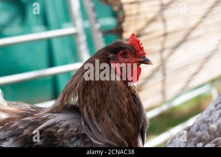 Pollo al Bantam allo zoo di Maldon Petting, Essex, Gran Bretagna Foto Stock