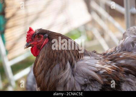 Pollo al Bantam allo zoo di Maldon Petting, Essex, Gran Bretagna Foto Stock