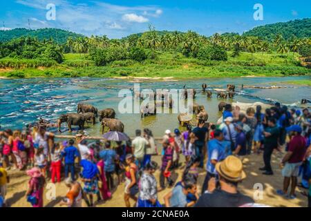 Orfanotrofio degli elefanti (Sri Lanka Pinnawara) Foto Stock