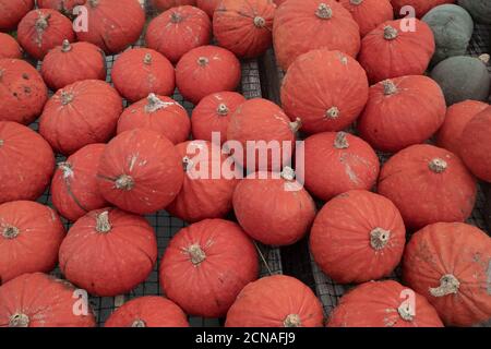 Le zucche fresche di campo arancione e verde sono pronte per il mercato. Full frame, scatti in luce naturale con spazio per la copia Foto Stock