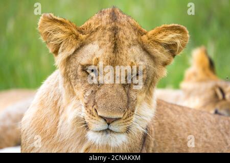 Un leone giovane in primo piano, la faccia di un leone quasi addormentato Foto Stock