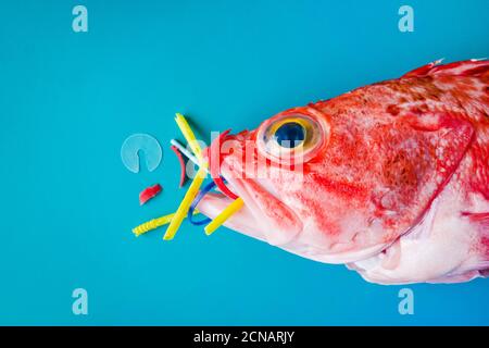 Pesce rosso (Rosefish di Blackbelly) su sfondo blu, mangia plastica e microplastica. Concetto di inquinamento negli oceani. Foto Stock