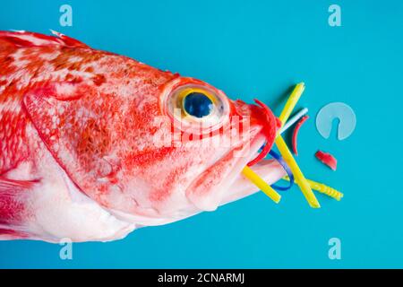 Pesce rosso (Rosefish di Blackbelly) su sfondo blu, mangia plastica e microplastica. Concetto di inquinamento negli oceani. Foto Stock