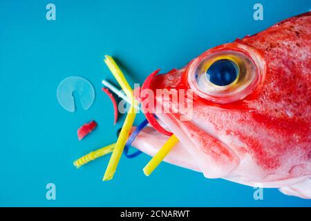 Pesce rosso (Rosefish di Blackbelly) su sfondo blu, mangia plastica e microplastica. Concetto di inquinamento negli oceani. Foto Stock