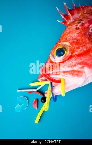 Pesce rosso (Rosefish di Blackbelly) su sfondo blu, mangia plastica e microplastica. Concetto di inquinamento negli oceani. Foto Stock