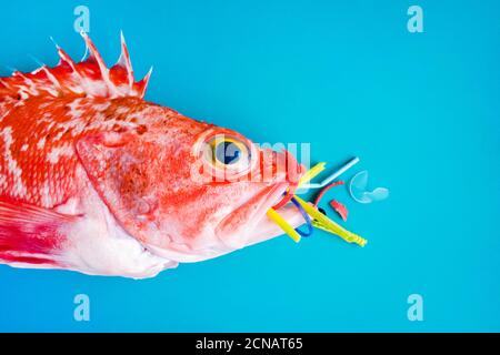 Pesce rosso (Rosefish di Blackbelly) su sfondo blu, mangia plastica e microplastica. Concetto di inquinamento negli oceani. Foto Stock