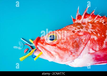 Pesce rosso (Rosefish di Blackbelly) su sfondo blu, mangia plastica e microplastica. Concetto di inquinamento negli oceani. Foto Stock