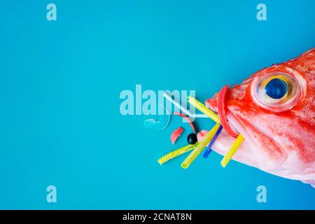 Pesce rosso (Rosefish di Blackbelly) su sfondo blu, mangia plastica e microplastica. Concetto di inquinamento negli oceani. Foto Stock