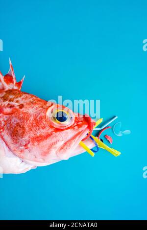 Pesce rosso (Rosefish di Blackbelly) su sfondo blu, mangia plastica e microplastica. Concetto di inquinamento negli oceani. Foto Stock