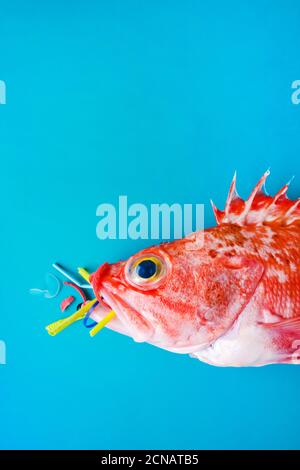 Pesce rosso (Rosefish di Blackbelly) su sfondo blu, mangia plastica e microplastica. Concetto di inquinamento negli oceani. Foto Stock