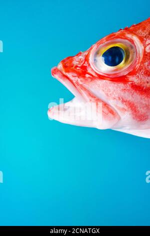 Primo piano su un rospo di pancia nera (helicolenus dactylopterus) su sfondo blu Foto Stock