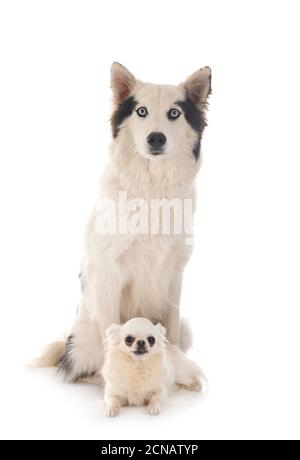 Yakutian Laika e chihuahua di fronte a sfondo bianco Foto Stock