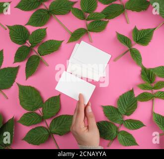 mano femminile che tiene una pila di carta bianca vuota commercio carte e foglie verdi fresche di lampone Foto Stock