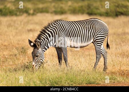 Un Grevy Zebra si pascolano nella campagna di Samburu In Kenya Foto Stock