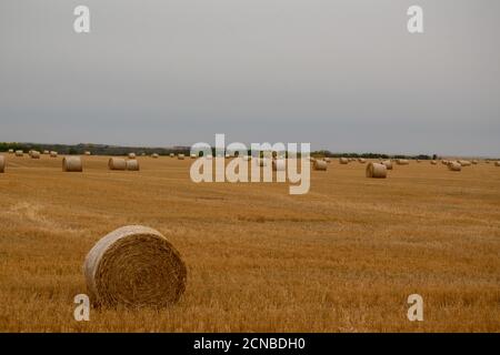 Balle di fieno della raccolta del grano autunnale nella bassa Valle del Qu'Appelle. L'agricoltura è una delle industrie primarie in Saskatchewan. Foto Stock