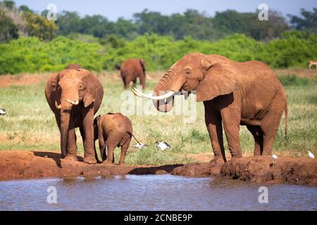 Una famiglia di elefanti rossi in un buco d'acqua nel mezzo della savana Foto Stock