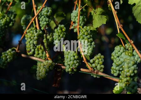 Uve sui vigneti lungo il sentiero del vino Rosso nella Valle dell'Ahr, Germania Foto Stock