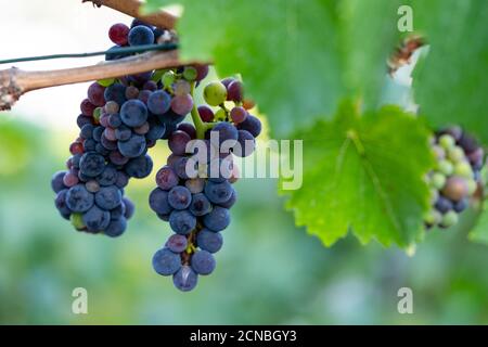 Uve sui vigneti lungo il sentiero del vino Rosso nella Valle dell'Ahr, Germania Foto Stock