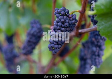 Uve sui vigneti lungo il sentiero del vino Rosso nella Valle dell'Ahr, Germania Foto Stock