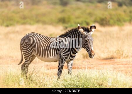 Un Grevy Zebra si pascolano nella campagna di Samburu In Kenya Foto Stock