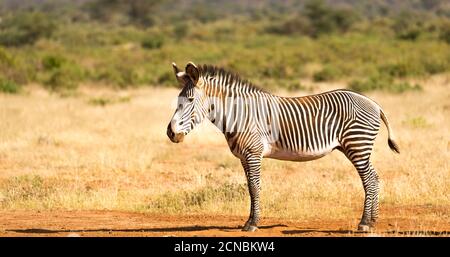 Un Grevy Zebra si pascolano nella campagna di Samburu In Kenya Foto Stock