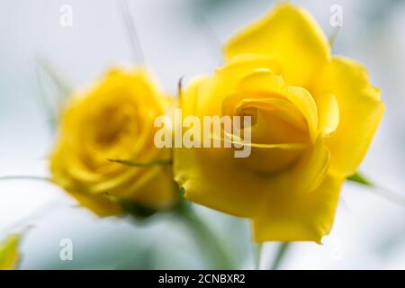 closeup rosa fata gialla Foto Stock