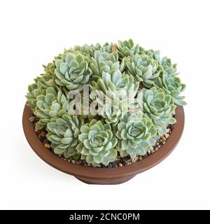 pianta succulenta in pentola isolata Foto Stock