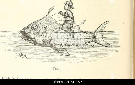 . I giovani di Harper . Fi;;. 3.-UN PESCE D'ORO perfettamente FOIIMEU. Del pesce per mezzo di una stretta fascia elastica, come mostrato nell'illustrazione(Fig. 4). Nelle mani di ciascuna delle figure c'era un filo di seta fine, le cui estremità passedthrough i sottili tessuti che collegano la mascella superiore del pesce-oro con la parte di testa. Entrando nel negozio, ho fondato il proprietario di essere un buon-natured tedesco. Ho detto io, mio amico, quanto tempo avete avuti quei pesci imbrigliati in su? OH, circa due settimane. Avete avuto qualche dado? No, non possono morire. Non si esibiscono dopo nove. FL.; 4. O orologio di sera, quando sono Foto Stock