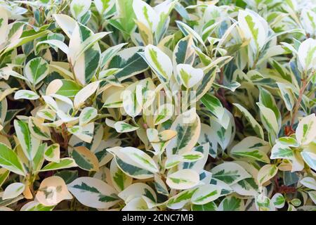 Sfondo di fogliame di ficus variegato nel giardino estivo Foto Stock