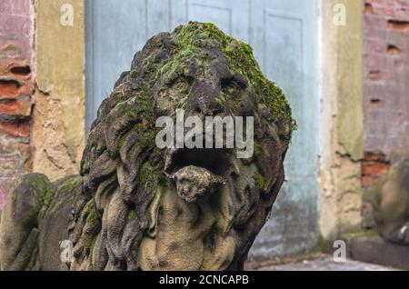 Testa leone in pietra ricoperta di muschio. Foto Stock